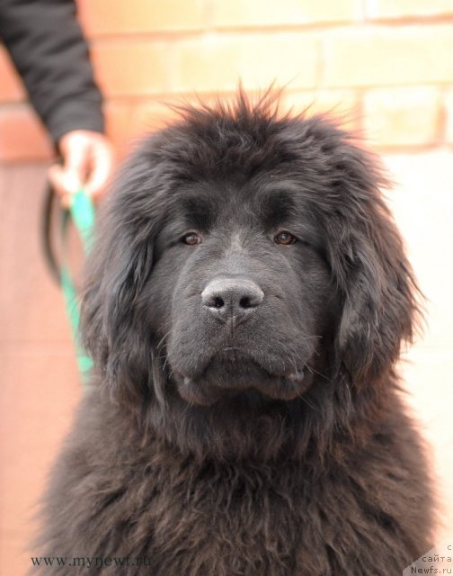 Фото: ньюфаундленд Sent Djons YEdem in may Heart (Сент Джонс Эдем ин май Хеарт)