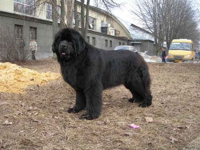 Фото: ньюфаундленд Angelo Orso Cerera (Анджело Орсо Церера)