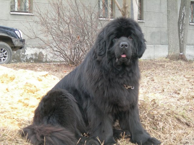 Фото: ньюфаундленд Angelo Orso Cerera (Анджело Орсо Церера)