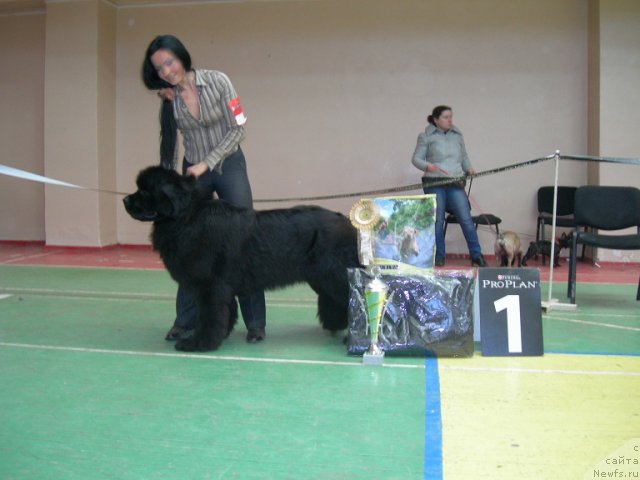 Фото: ньюфаундленд Angelo Orso Cerera (Анджело Орсо Церера), Tat'yana Il'ina (Татьяна Ильина)