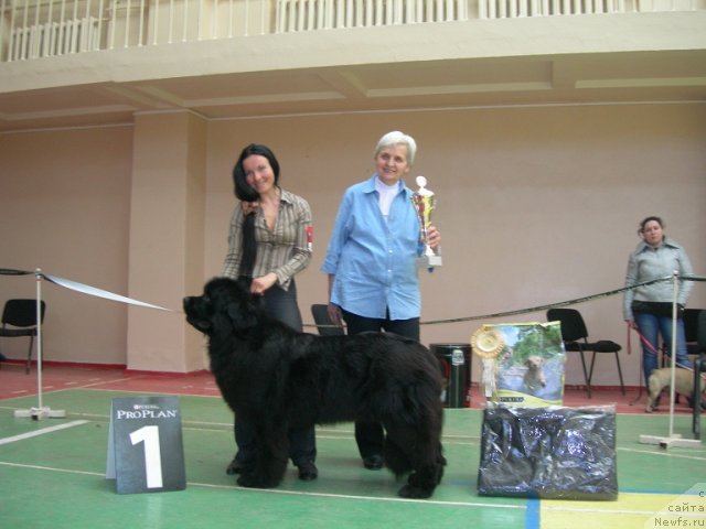 Фото: ньюфаундленд Angelo Orso Cerera (Анджело Орсо Церера), Tat'yana Il'ina (Татьяна Ильина), Эксперт Масленникова