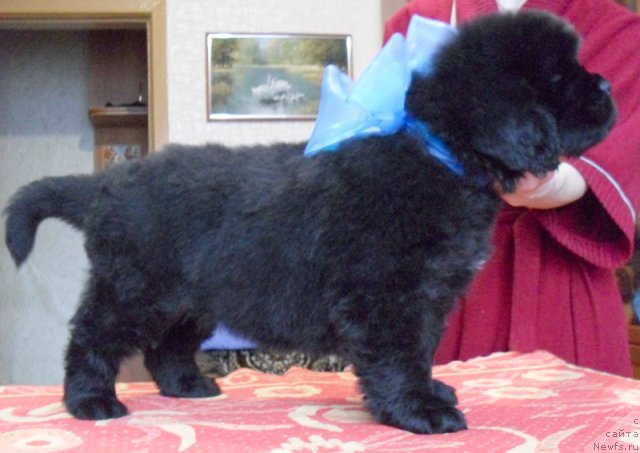 Фото: Сука голубая лента, ньюфаундленд Beguschaya po Volnam Vyisshaya Liga (Бегущая по Волнам Высшая Лига)