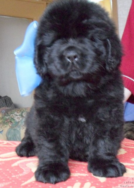 Фото: Девочка голубая лента, ньюфаундленд Beguschaya po Volnam Vyisshaya Liga (Бегущая по Волнам Высшая Лига)