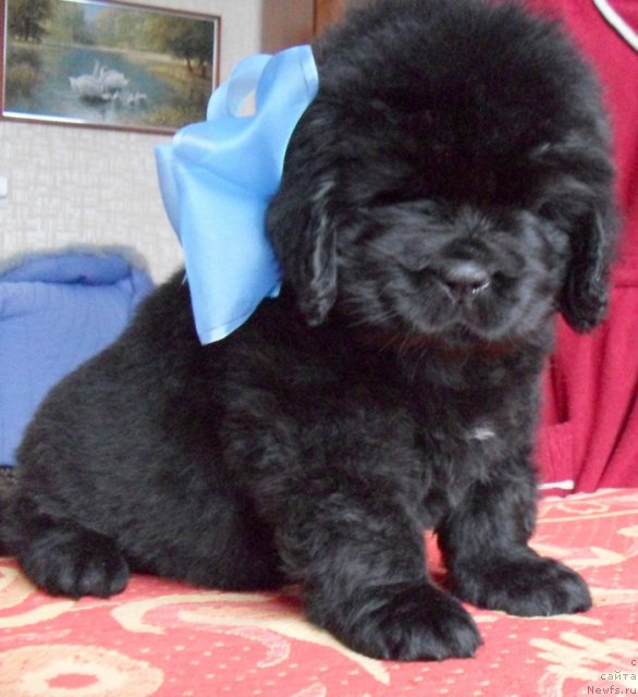 Фото: Сука голубая лента, ньюфаундленд Beguschaya po Volnam Vyisshaya Liga (Бегущая по Волнам Высшая Лига)