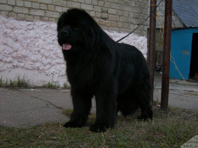 Фото: ньюфаундленд Angelo Orso Cerera (Анджело Орсо Церера)