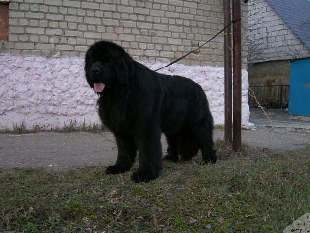 Фото: ньюфаундленд Angelo Orso Cerera (Анджело Орсо Церера)