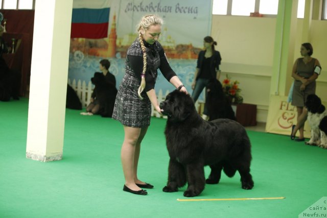 Фото: ньюфаундленд Plushevaya Panda Udivitelnaja Kejt (Плюшевая Панда Удивительная Кейт)