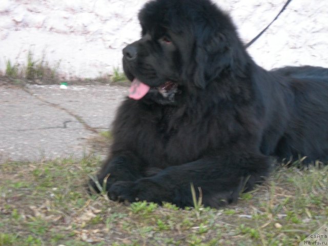 Фото: ньюфаундленд Angelo Orso Cerera (Анджело Орсо Церера)