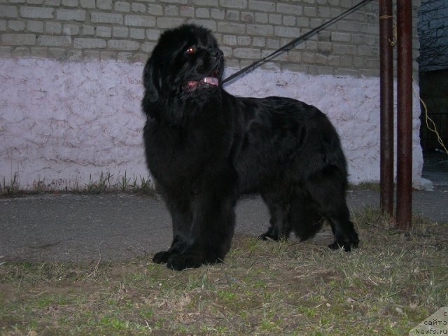 Фото: ньюфаундленд Angelo Orso Cerera (Анджело Орсо Церера)