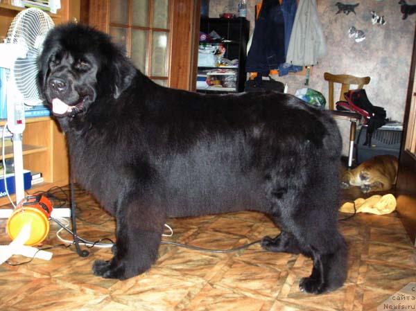 Фото: ньюфаундленд Obush SHed CHarleya (Обуш Шед Чарлея)