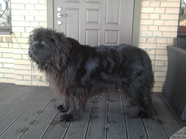 Фото: ньюфаундленд Severtan Unga (Севертан Унга)