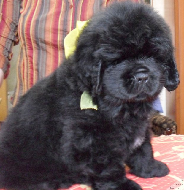 Фото: Сука желтая лента, ньюфаундленд Beguschaya po Volnam Vyisshaya Liga (Бегущая по Волнам Высшая Лига)