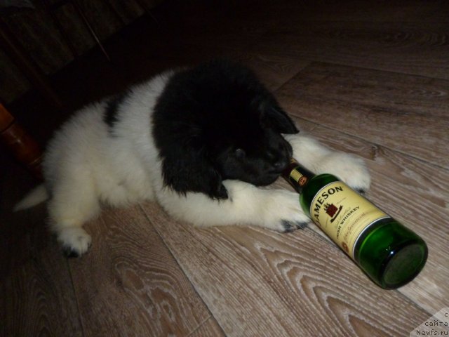 Фото: ньюфаундленд CHernyiy SHarm Venesuyela (Черный Шарм Венесуэла)