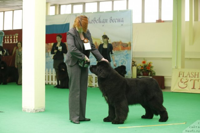 Фото: ньюфаундленд Jelannaya Moya (Желанная Моя)