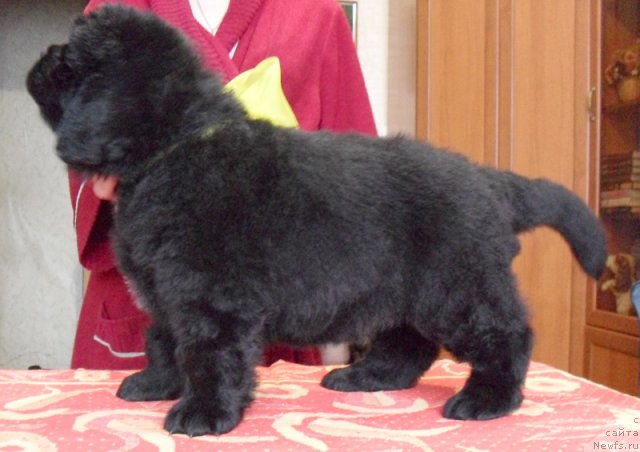 Фото: Сука желтая лента, ньюфаундленд Beguschaya po Volnam Vyisshaya Liga (Бегущая по Волнам Высшая Лига)