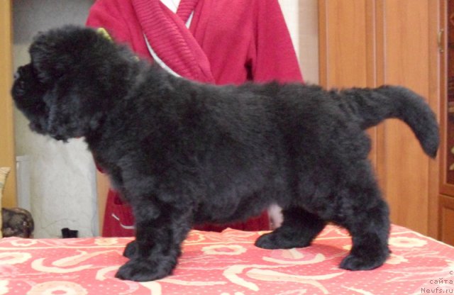 Фото: Сука желтая лента, ньюфаундленд Beguschaya po Volnam Vyisshaya Liga (Бегущая по Волнам Высшая Лига)