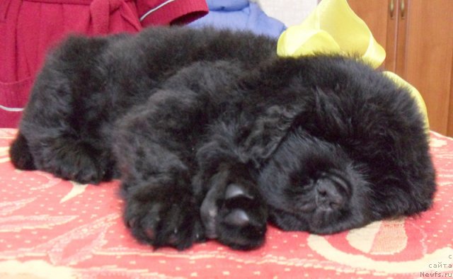 Фото: Сука желтая лента, ньюфаундленд Beguschaya po Volnam Vyisshaya Liga (Бегущая по Волнам Высшая Лига)