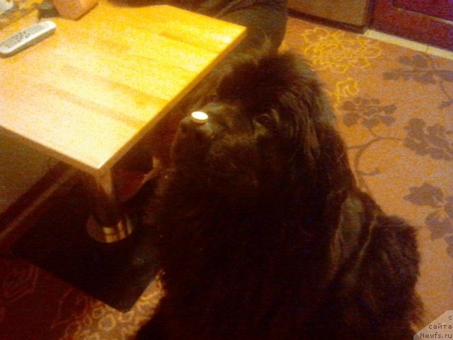 Фото: ньюфаундленд Severtan Unga (Севертан Унга)