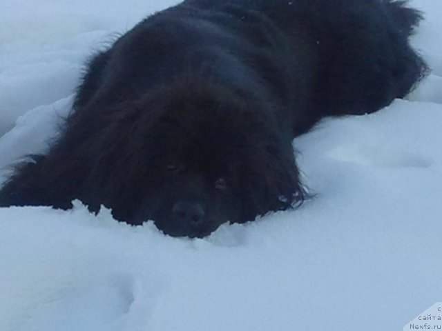 Фото: ньюфаундленд Severtan Unga (Севертан Унга)