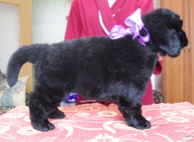 Фото: Сука фиолетовая лента, ньюфаундленд Beguschaya po Volnam Vyisshaya Liga (Бегущая по Волнам Высшая Лига)