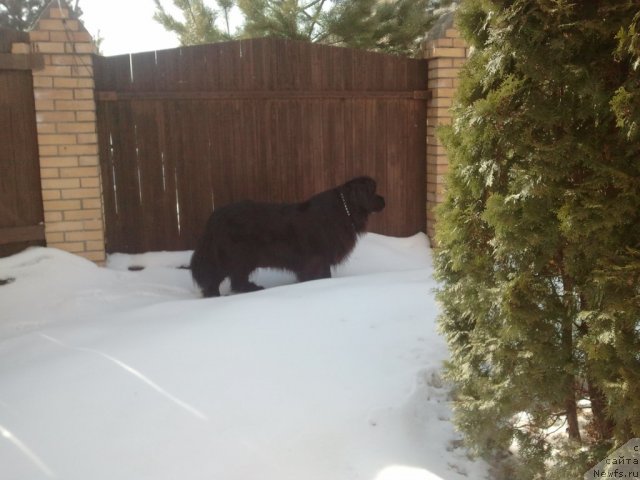 Фото: ньюфаундленд Severtan Unga (Севертан Унга)