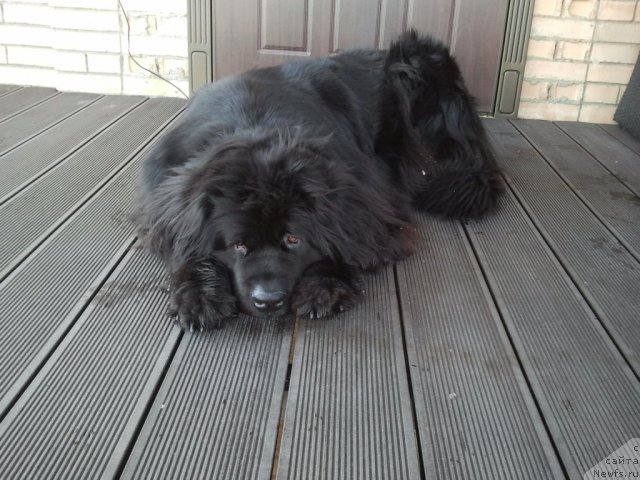 Фото: ньюфаундленд Severtan Unga (Севертан Унга)