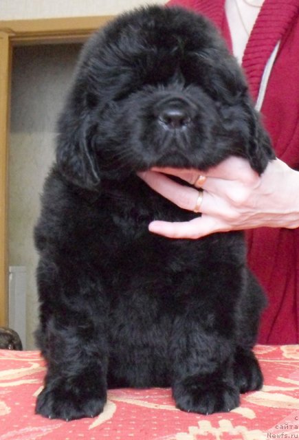 Фото: Сука фиолетовая лента, ньюфаундленд Beguschaya po Volnam Vyisshaya Liga (Бегущая по Волнам Высшая Лига)