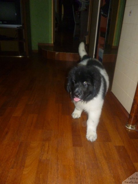 Фото: ньюфаундленд CHernyiy SHarm Venesuyela (Черный Шарм Венесуэла)