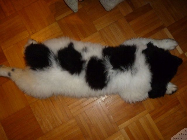 Фото: ньюфаундленд CHernyiy SHarm Venesuyela (Черный Шарм Венесуэла)