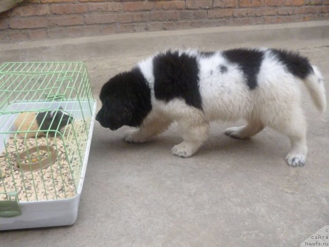 Фото: ньюфаундленд CHernyiy SHarm Venesuyela (Черный Шарм Венесуэла)