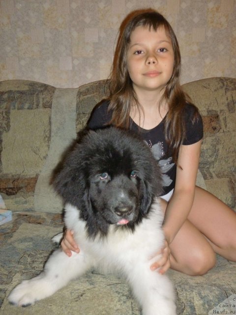 Фото: ньюфаундленд CHernyiy SHarm Venesuyela (Черный Шарм Венесуэла), Яся