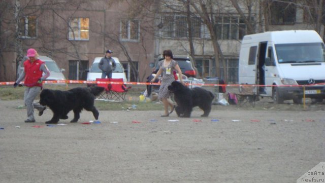 Фото: ньюфаундленд Bears Cove Lucky Break, ньюфаундленд Super Premium Zvezdochet (Супер Премиум Звездочет)
