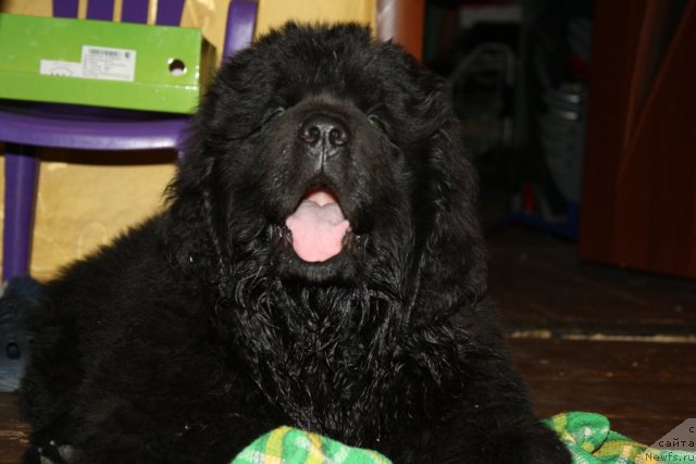 Фото: Anna Rogova (Анна Рогова), ньюфаундленд N'yufort Ryendom Blyek (Ньюфорт Рэндом Блэк)