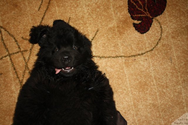 Фото: ньюфаундленд N'yufort Ryendom Blyek (Ньюфорт Рэндом Блэк)