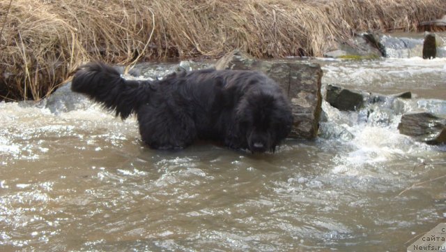 Фото: ньюфаундленд Fiamettahauz Monaco Princess (Фиаметтахауз Монако Принцесс)