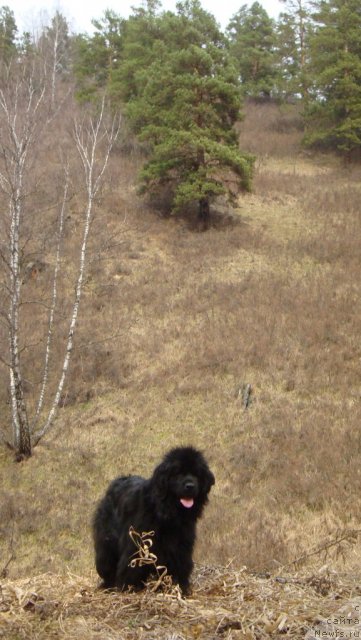 Фото: ньюфаундленд Fiamettahauz Monaco Princess (Фиаметтахауз Монако Принцесс)