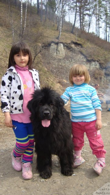 Фото: ньюфаундленд Fiamettahauz Monaco Princess (Фиаметтахауз Монако Принцесс)