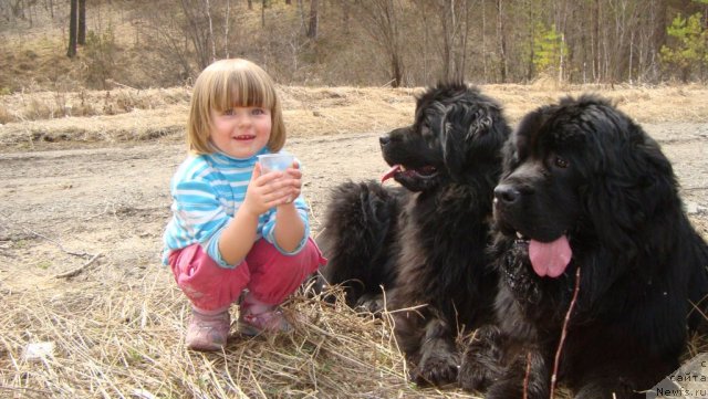 Фото: ньюфаундленд Fiamettahauz Monaco Princess (Фиаметтахауз Монако Принцесс), ньюфаундленд Passia Korolya iz Medvejyego Yara (Пассия Короля из Медвежьего Яра)