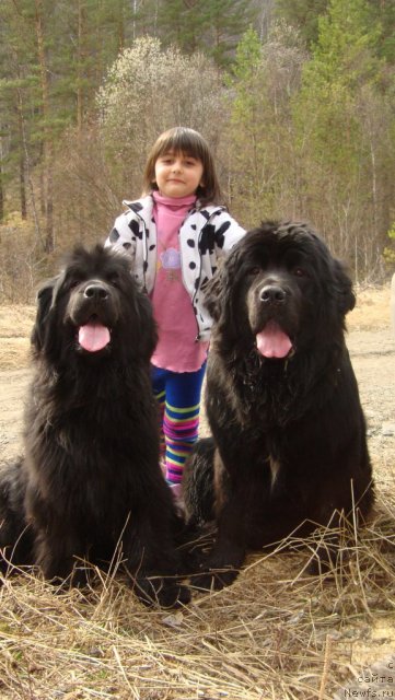 Фото: ньюфаундленд Fiamettahauz Monaco Princess (Фиаметтахауз Монако Принцесс), ньюфаундленд Passia Korolya iz Medvejyego Yara (Пассия Короля из Медвежьего Яра)