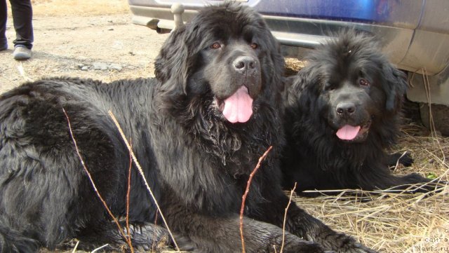 Фото: ньюфаундленд Fiamettahauz Monaco Princess (Фиаметтахауз Монако Принцесс), ньюфаундленд Passia Korolya iz Medvejyego Yara (Пассия Короля из Медвежьего Яра)