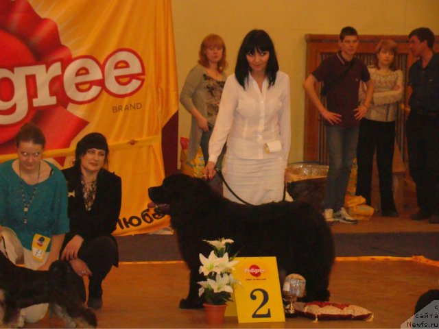 Фото: ньюфаундленд Kiper Soul Jemchujnaya Krasavica (Кипер Соул Жемчужная Красавица)