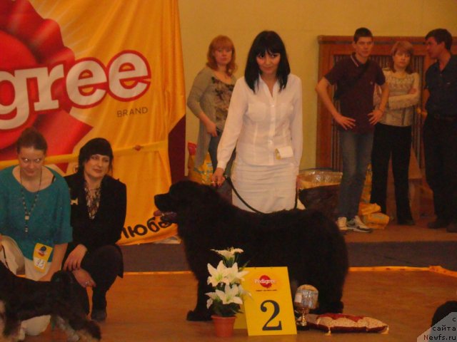 Фото: Aliya Abdurahmanova (Алия Абдурахманова), ньюфаундленд Kiper Soul Jemchujnaya Krasavica (Кипер Соул Жемчужная Красавица)