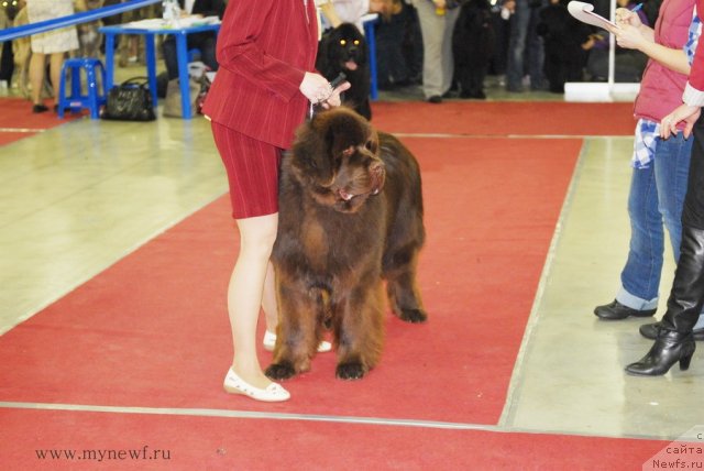Фото: ньюфаундленд Aquatoriya Kelvin Royal Teddy Bear (Акватория Келвин Ройал Тедди Беар)