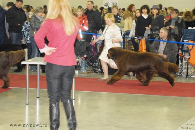 Фото: ньюфаундленд Aquatoriya Kelvin Reds Begin and Win (Акватория Келвин Редс Бегин энд Вин)