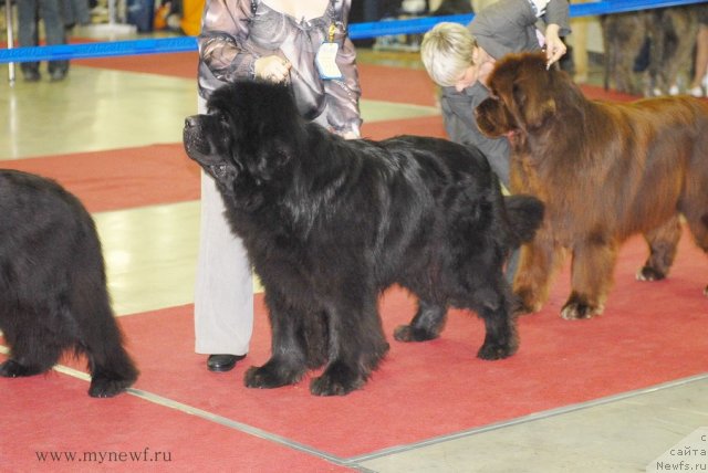 Фото: ньюфаундленд Kloofbears My Dream for Sent Djons