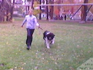 Фото: ньюфаундленд Otvajnyiy Ryicar' Ayvengo iz Tihogo Omuta (Отважный Рыцарь Айвенго из Тихого Омута), Aleksandra Noskova (Александра Носкова)