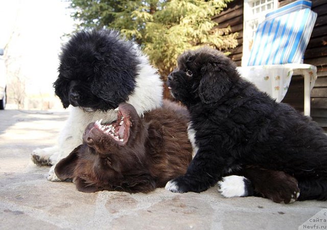 Фотография № 92751