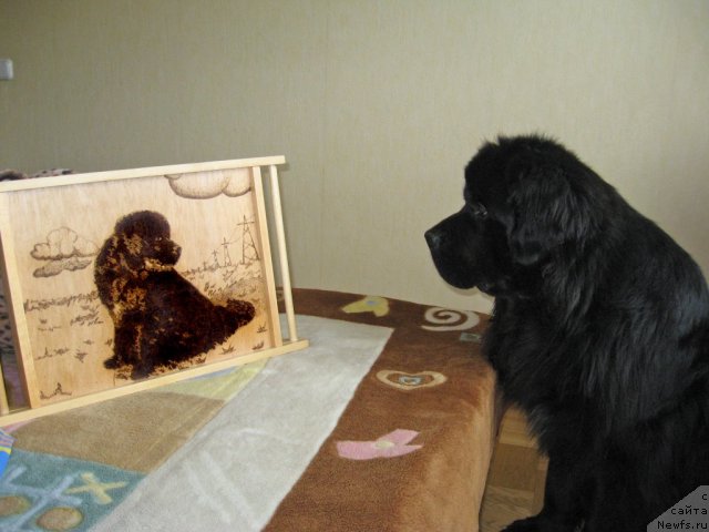 Фото: ньюфаундленд Key to My Heart Midnight Bear