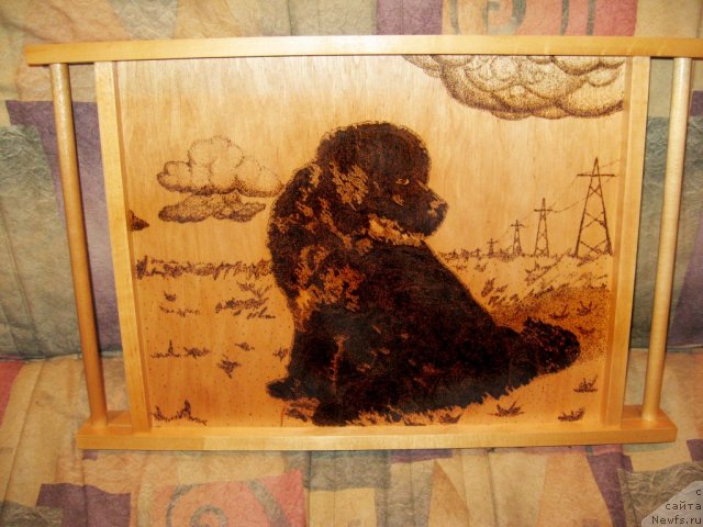 Фото: ньюфаундленд Key to My Heart Midnight Bear