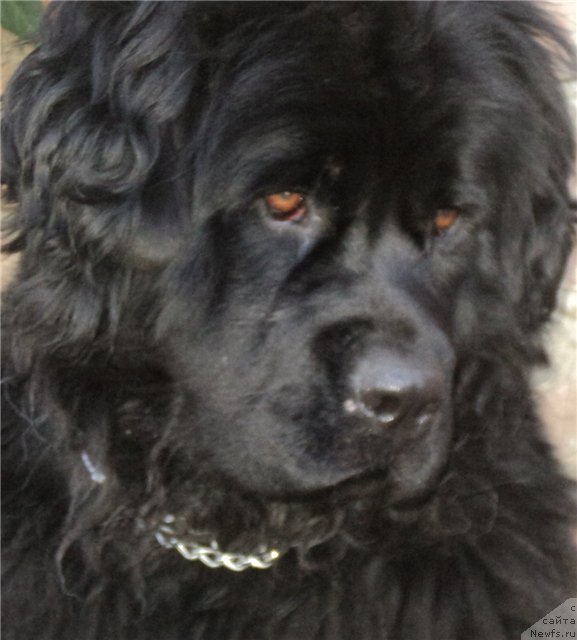 Фото: ньюфаундленд Rimskaya Imperiya (Римская Империя)